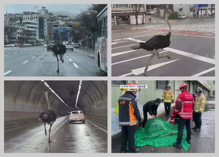 Ostrich Seongnam страус соннам 성남 타조 Ostrich Seongnam страус соннам 성남 타조