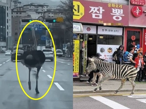 Ostrich Seongnam страус соннам 성남 타조 Ostrich Seongnam страус соннам 성남 타조
